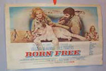 Born Free Movie Poster  1966